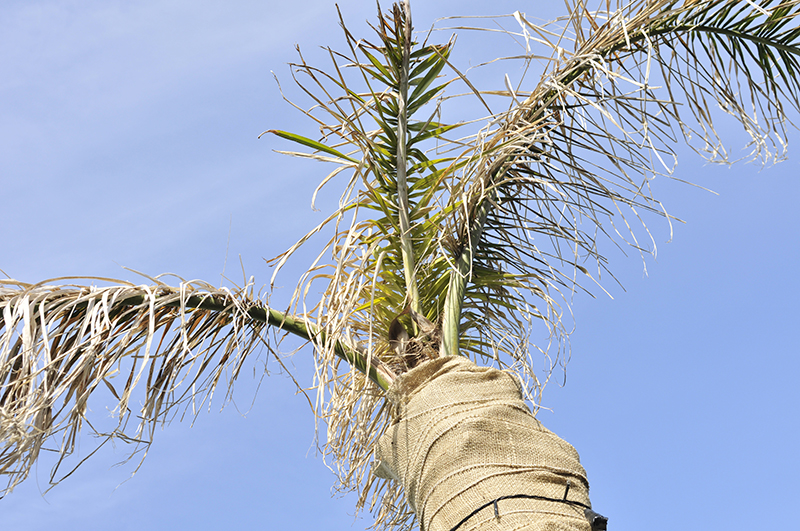 椰子(ヤシ)の木などのシンボルツリーが枯れそうになったら・復活させる方法